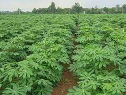 Kỹ thuật trồng sắn cho bà con đạt năng suất cao